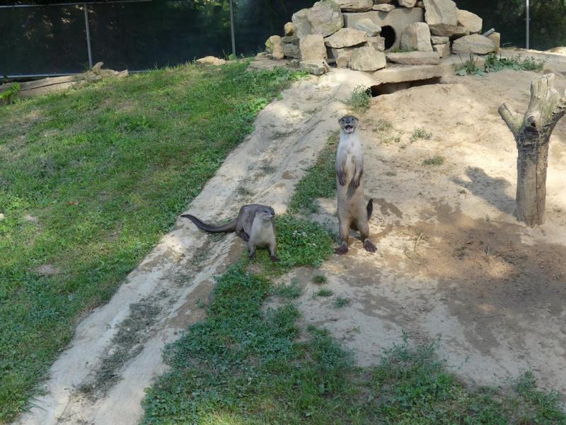 Loutre à peau lisse