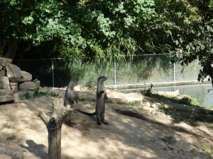 Loutre à peau lisse