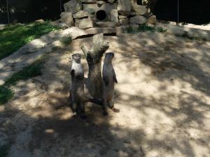 Loutre à peau lisse