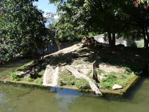 Loutre à peau lisse