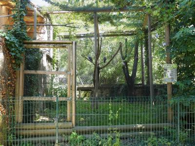 Martin chasseur géant - 2020