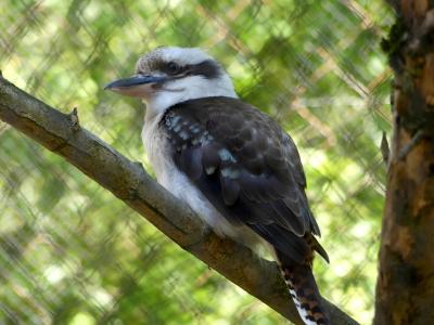 Martin-chasseur géant - 2020