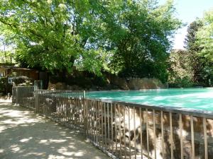 Phoque veau marin