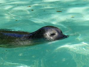 Phoque veau marin