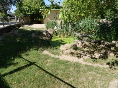 Porc-épic à crète - 2020