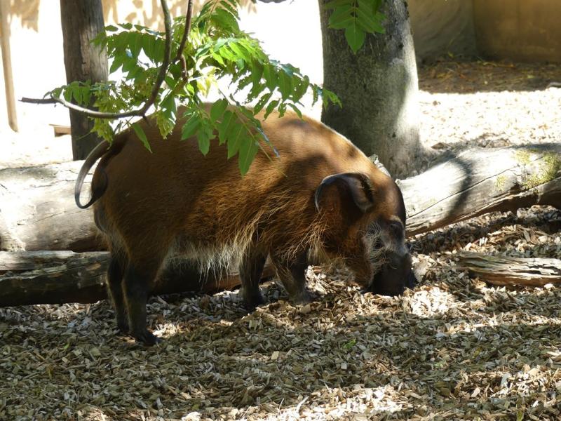 Potamochère