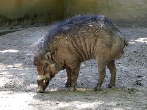 Sanglier des Visayas