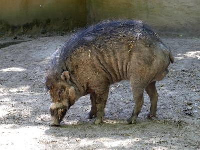 Sanglier des Visayas - 2020