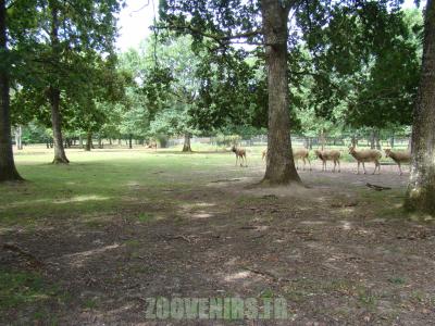 Cerf du Pére David - 2010