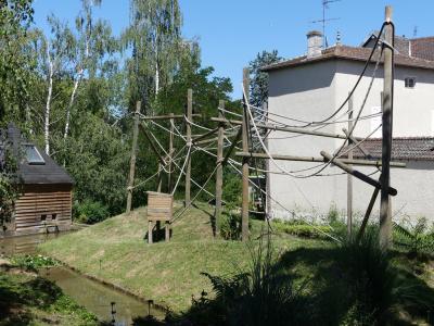 Atèle noir de Colombie - 2020