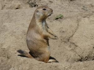 Chien de prairie