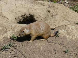 Chien de prairie