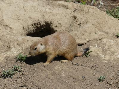 Chien de prairie - 2020