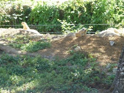 Chien de prairie - 2020