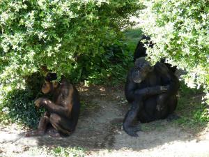 Chimpanzé