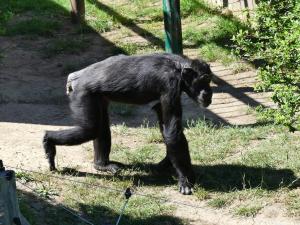 Chimpanzé