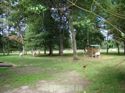 Oryx algazelle - 2010