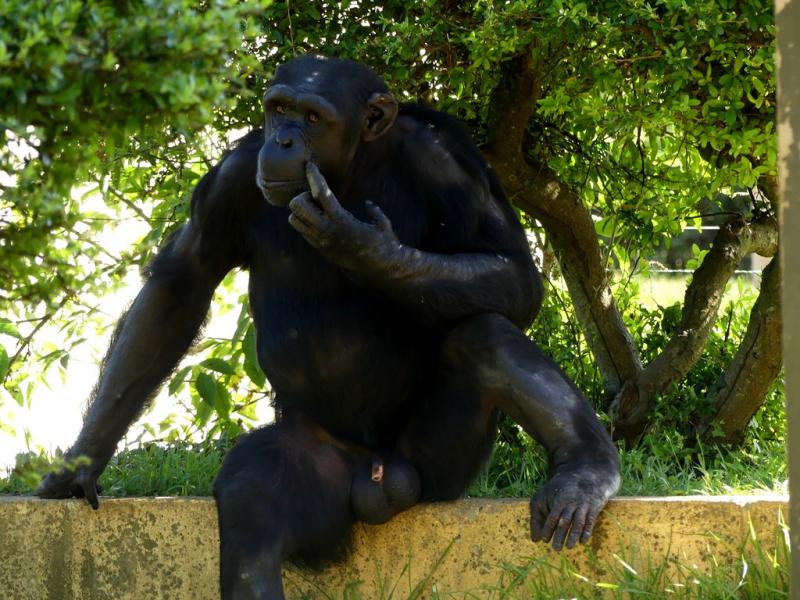 Chimpanzé