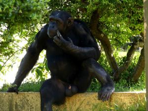 Chimpanzé