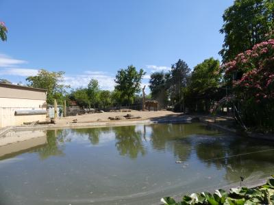 Eléphant d'Asie - Cervicapre - 2020