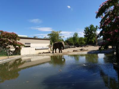 Eléphant d'Asie - Cervicapre - 2020