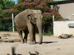 Eléphant d'Asie