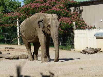 Eléphant d'Asie - 2020