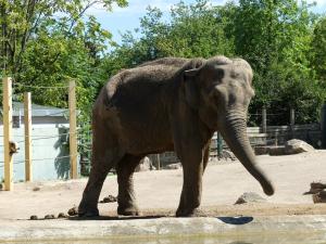 Eléphant d'Asie