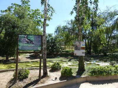 Lémur noir - Chien de prairie - 2020