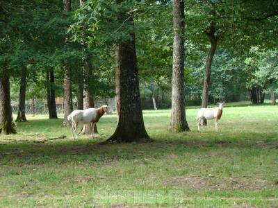 Oryx algazelle - 2010