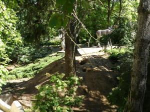 Marmotte
