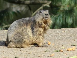 Marmotte