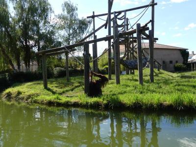 Orang-outan de Bornéo - 2020