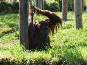 Orang-outan de Bornéo