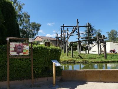 Orang-outan de Bornéo - 2020