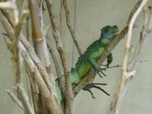 Basilic vert