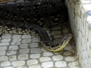 Boa de Duméril