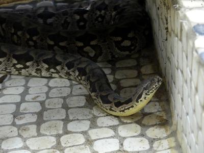 Boa de Duméril - 2020