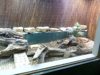 Boa de Duméril - 2020