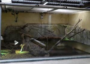 Caiman à lunettes - Tortue alligator