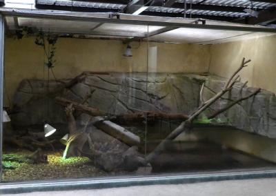 Caiman à lunettes - Tortue alligator - 2020