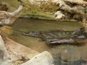 Caiman à lunettes