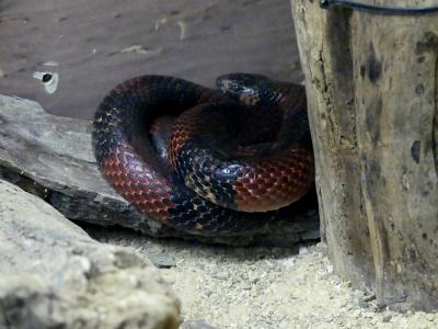 Couleuvre faux-corail - 2020