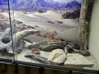 Couleuvre faux-corail - 2020