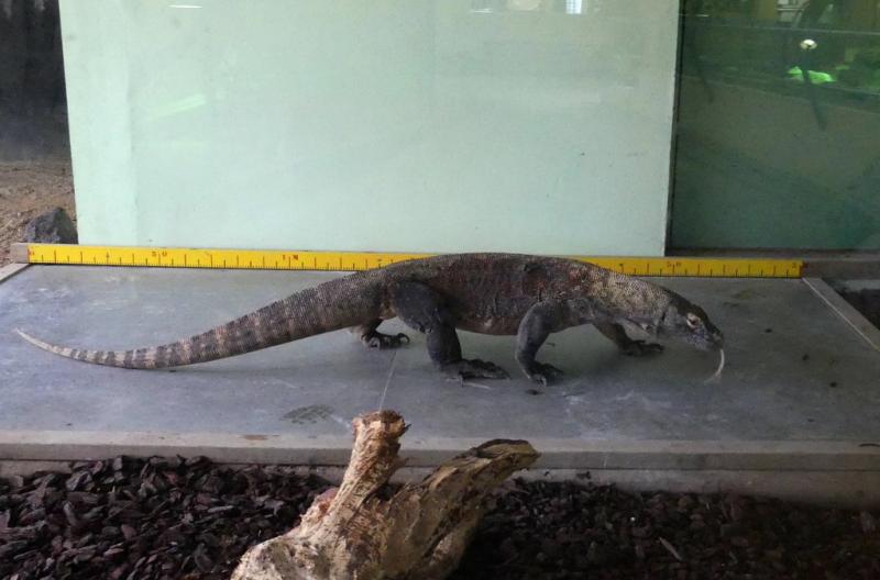 Dragon de Komodo
