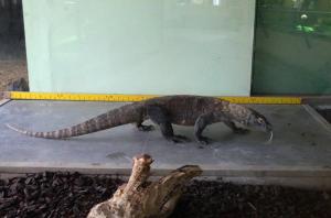 Dragon de Komodo