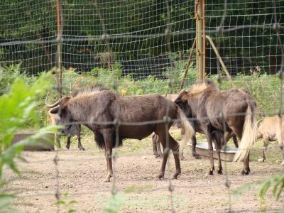 Gnou à queue blanche - 2010
