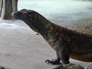 Dragon de Komodo