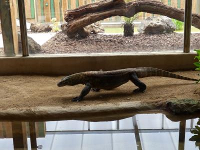 Dragon de Komodo - 2020