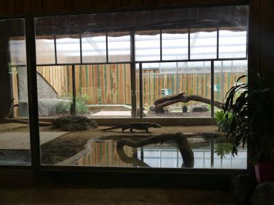 Dragon de Komodo - 2020